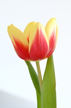 Tulpe