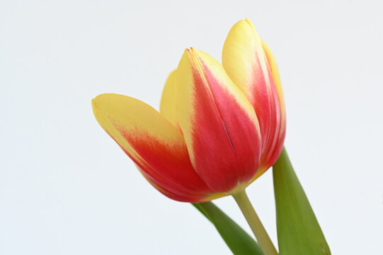 Tulpe