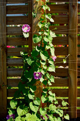 Wilec purpurowy (Ipomoea purpurea), wilec pnący się po drewnianej kratce, common morning-glory, tall morning-glory, purple morning glory, Ipomoea purpurea pink flowers, morning glory climbing a wooden © kateej