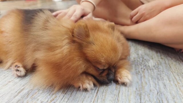 Person's hand gently stroking a fluffy brown pekingese dog resting peacefully on a light wooden floor, symbolizing pet therapy, animal companionship, and relaxation in a cozy dog cafe environment