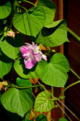 wilec purpurowy (Ipomoea purpurea), wilec o półpełnych kwiatach Split Second Morning Glory, a flowering morning glory vine, różowy kwiat wilca, jednorocznej rośliny pnącej, Ipomoea purpurea pink flowe © kateej