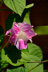 wilec purpurowy (Ipomoea purpurea), wilec o półpełnych kwiatach Split Second Morning Glory, a flowering morning glory vine, różowy kwiat wilca, jednorocznej rośliny pnącej, Ipomoea purpurea pink flowe © kateej