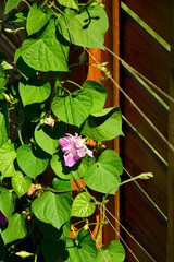 wilec purpurowy (Ipomoea purpurea), wilec o półpełnych kwiatach Split Second Morning Glory, a flowering morning glory vine, różowy kwiat wilca, jednorocznej rośliny pnącej, Ipomoea purpurea pink flowe © kateej