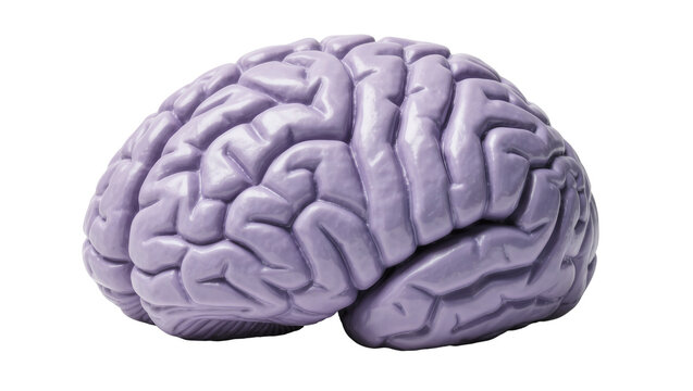 Purple human brain model with detailed gyri and sulci, isolated on transparent background