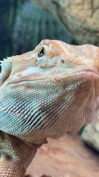 bearded dragon shown in leftward profile with slight head lift then lowering and steady forelimb support, throat skin and triangular beard spines clearly visible. Pet anatomy closeup.