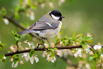 Great tit bird perched on blooming tree branch © Tatiana