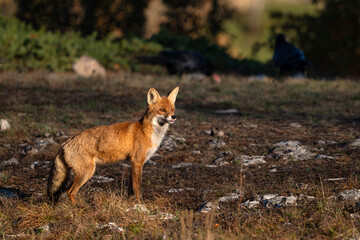Fototapeta premium Wild Red Fox (Vulpes vulpes) in Natural Habitat, Wildlife