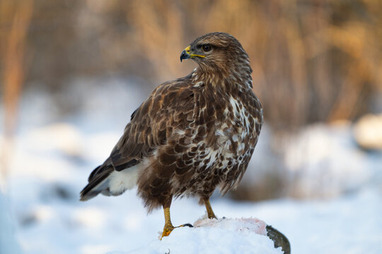 Common buzzard bird standing on snow with prey