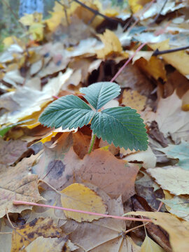 Green strawberry leaf among fallen autumn leaves in the forest