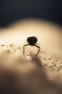 Extreme Macro Close Up of Tiny Black Ant on Textured Sand Surface