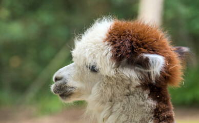 very funny portrait of an Alpaca, close up © Brinja