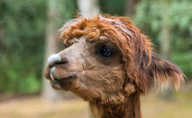 very funny portrait of an Alpaca, close up © Brinja