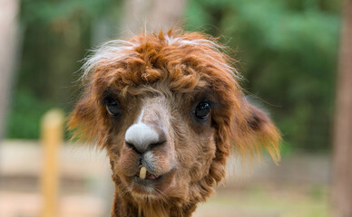 very funny portrait of an Alpaca, close up © Brinja