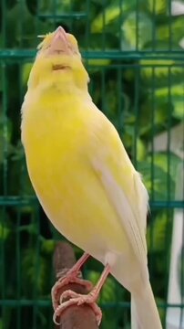 Yellow Canary Chirping with Beak Raised Upward