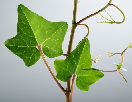 close up of cissus quadrangularis showing the unique jointed fleshy stems and small green leaves isolated against a clean light grey studio background