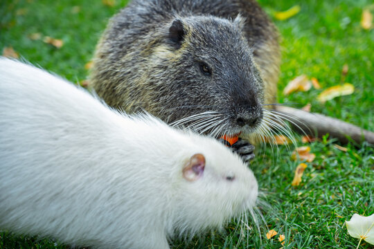 Nutria eating in a grassy area while another nutria is close by