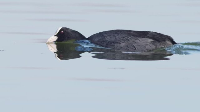 Eurasian Coot Swimming on a Winter Pond in Warm Golden-Hour Sun, Peaceful Wildlife Moment