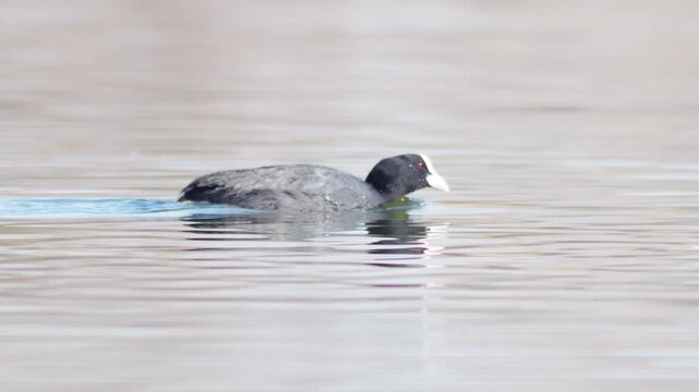 Eurasian Coot Swimming on a Winter Pond in Warm Golden-Hour Sun, Peaceful Wildlife Moment