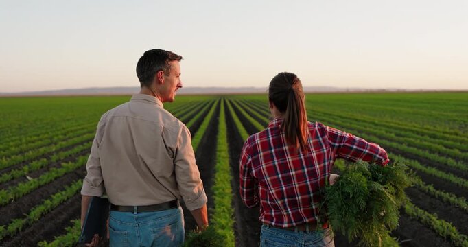 Two farmers, a man and a woman, carrying freshly harvested carrots while walking through long rows of a cultivated green vegetable field