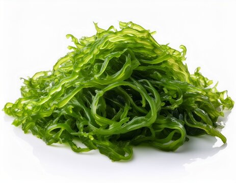 seaweed green color isolated on white background background