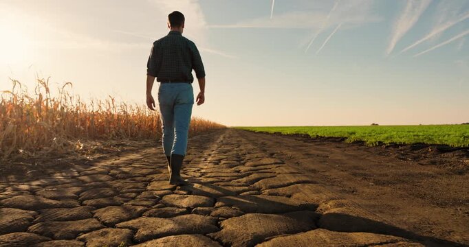 Worried farmer walking on cracked, dry soil next to a failed corn crop. A metaphor for the climate change crisis and its impact on agriculture