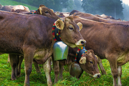 Viehscheid - Allg&auml;u - Gunzesried - Almabtrieb - K&uuml;he 