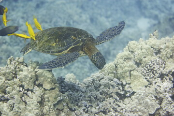 Fototapeta premium Green sea turtle being cleaned by fish above a coral reef off the Hawaiian coast