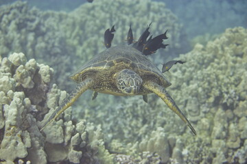 Green sea turtle being cleaned by fish above a coral reef off the Hawaiian coast © willtu