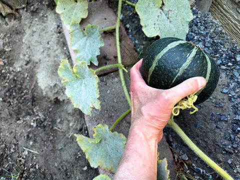 Male hand holding organic medium size Japanese Kabocha or pumpkin squash during late summer early fall harvest season with home garden in background