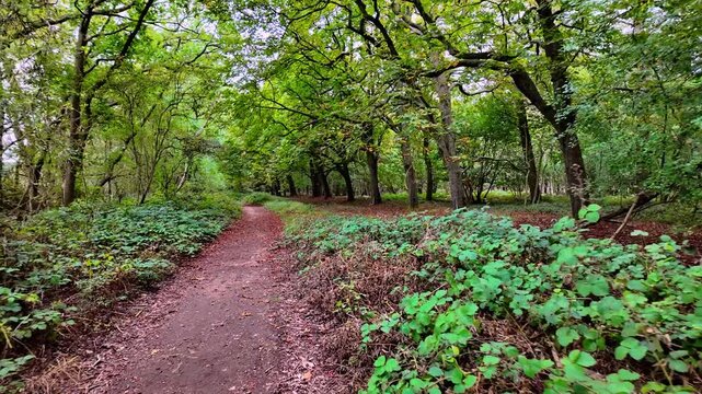 Bedford Purlieus National Nature Reserve, Cambridgeshire, England, UK &ndash; September 02 2026: Smooth first-person POV walk along a curving earth path through ancient broadleaf woodland.