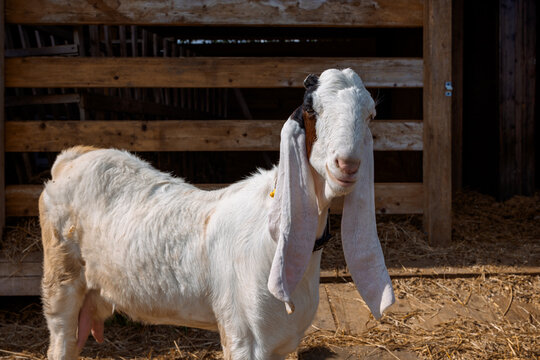 Portrait of white Nubian goat with long ears, looking at camera. Close-up wildlife concept.
