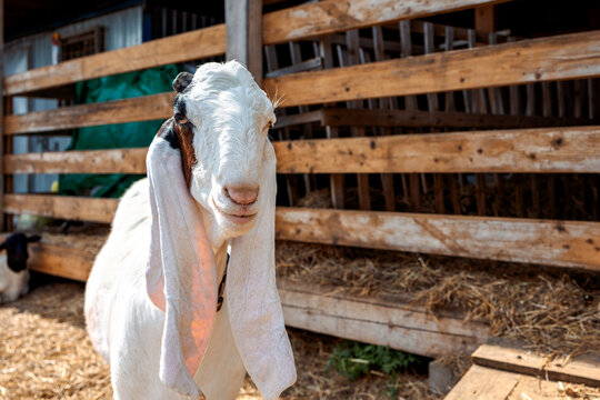 Portrait of white Nubian goat with long ears, looking at camera. Close-up wildlife concept.