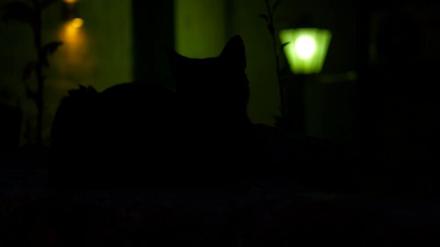 Silhouette of a cat resting at night in a dark garden. Mysterious silhouette of a domestic cat resting in a dark garden at night, barely illuminated by distant, colorful garden lamps