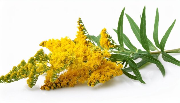 bright yellow goldenrod flowers with green leaves isolated on white background