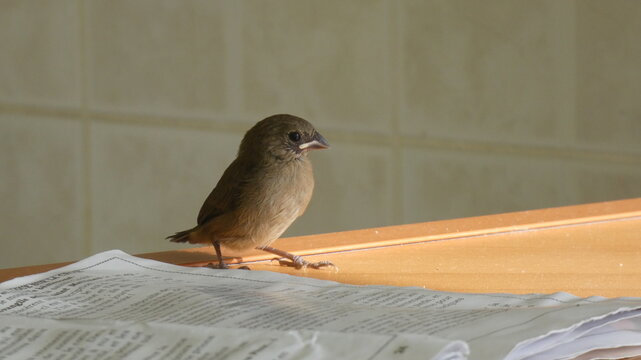 Petit oiseau pos&eacute; a cot&eacute; d'un livre de lecture