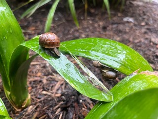 Snail and Rain © Ashley