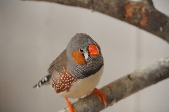 Zebra finch perching on branch observing surrounding