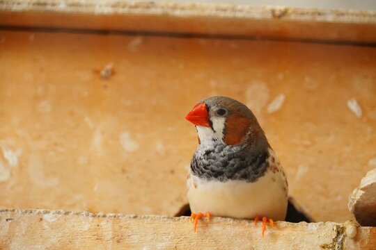 Zebra finch resting in wooden nest box