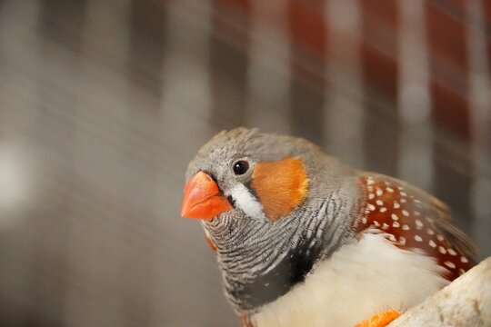 Zebra finch bird close up in a natural setting