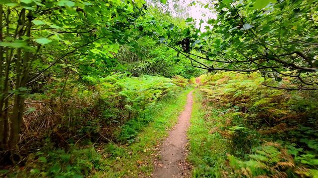 Bedford Purlieus National Nature Reserve, Cambridgeshire, England, UK &ndash; September 02 2026: Smooth first-person POV walk along a narrow single-track earth path winding through dense woodland