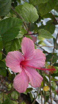 Belle hibiscus rose avec feuille verte
