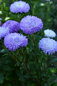 Blue flowers of aster on green blurred background. Violet asters in the autumn garden. Blooming flowers with rain drops  in a flower bed. Floral, autumn background.