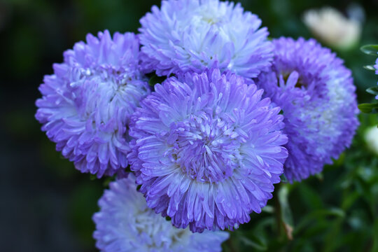 Blue flowers of aster on green blurred background. Violet asters in the autumn garden. Blooming flowers with rain drops  in a flower bed. Floral, autumn background.