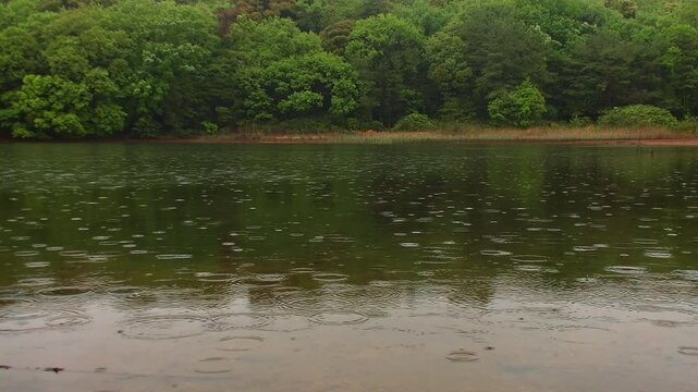 Rain Falling on Forest Pond Creating Ripples with Water Strider Gliding