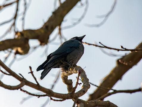 Close Portrait of Eurasian Jackdaw on Bare Branch