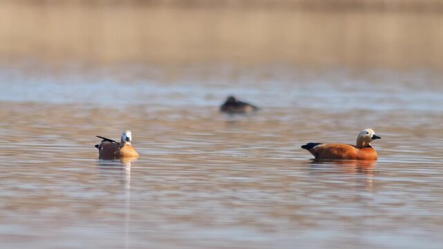 Ruddy Shelduck Swimming in Warm Winter Sun at a German Pond, Peaceful Wildlife at Golden Hour, 4K Footage