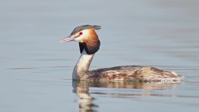 Great Crested Grebe Preening in Warm Winter Sun at a German Pond, Relaxing Wildlife Behavior at Golden Hour, 4K
