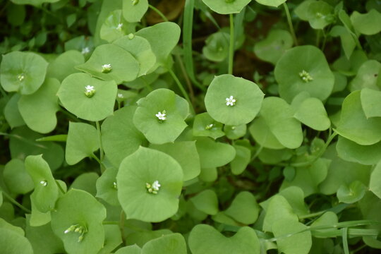 Miner's lettuce in the wild