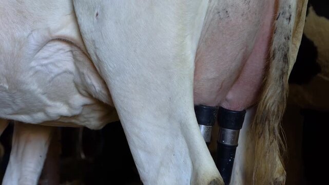 Close-up of dairy cow udder with milking machine, automated milking equipment attached to teats in a modern farm, milk production and dairy farming