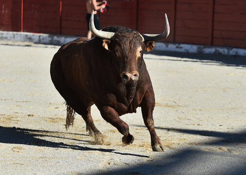 bull in spain in the bullring in the traditional spectacle of bullfight